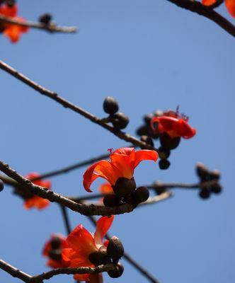 广州市花木棉花的花语与寓意——鲜艳之美传递温暖与希望（探寻广州市花木棉花的美丽与意义）