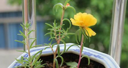 如何种植太阳花？（简单易懂的太阳花种植指南）