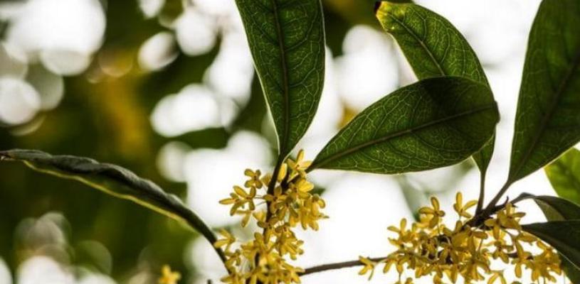 桂花的寓意与象征风水（芬芳满溢的吉祥象征与传统文化）