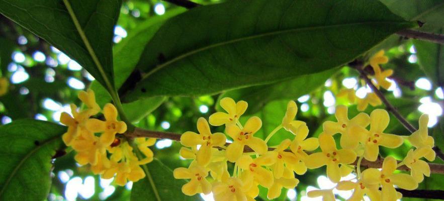 桂花树的风水象征与寓意（桂花树带来财运和吉祥的风水秘密）