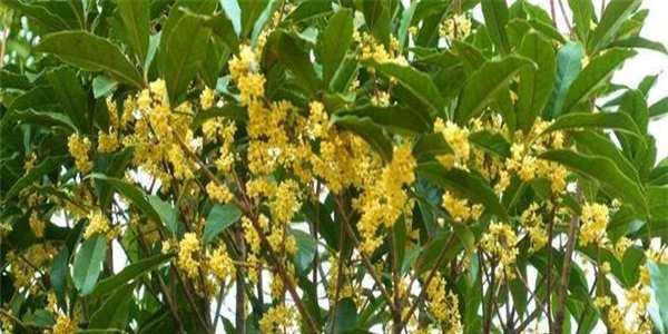 桂花树的风水象征与寓意（桂花树带来财运和吉祥的风水秘密）