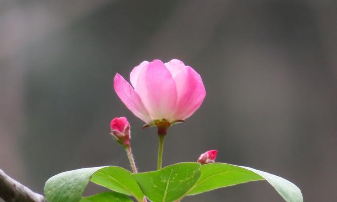 海棠的寓意与象征风水（传承千年的美丽与吉祥）