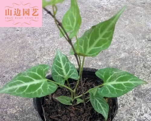 以何首乌的风水寓意与摆放位置（探索以何首乌在风水中的奇妙作用）
