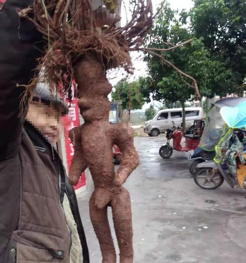 以何首乌的风水寓意与摆放位置（探索以何首乌在风水中的奇妙作用）