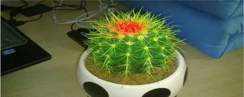 核桃的风水寓意与摆放位置（核桃在风水中的重要象征及适合摆放位置）