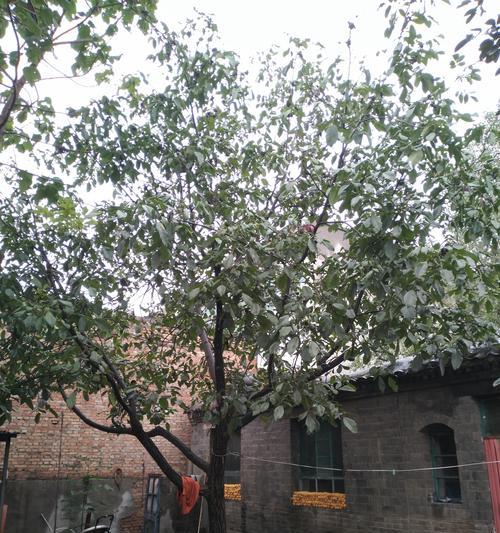 核桃树的风水作用与寓意（探寻核桃树的神秘力量）
