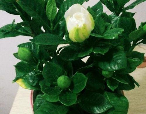 如何养护杜鹃花的树状变种-桅子花（注意事项，养护技巧）