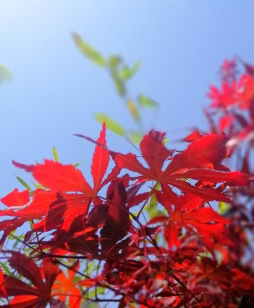 红枫的花语和寓意——秋天的诗意之美（燃烧的红色画卷，绽放在秋日的树冠上）
