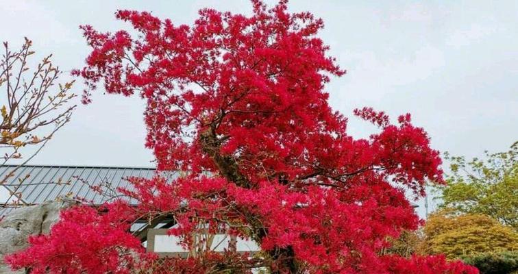 红枫的花语和寓意——秋天的诗意之美（燃烧的红色画卷，绽放在秋日的树冠上）