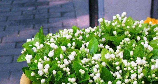 冬季双色茉莉的养护技巧（打造茉莉花繁叶茂的神奇秘籍）