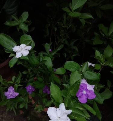 冬季双色茉莉的养护技巧（打造茉莉花繁叶茂的神奇秘籍）