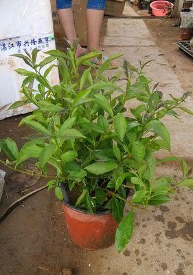 冬季双色茉莉的养护技巧（打造茉莉花繁叶茂的神奇秘籍）