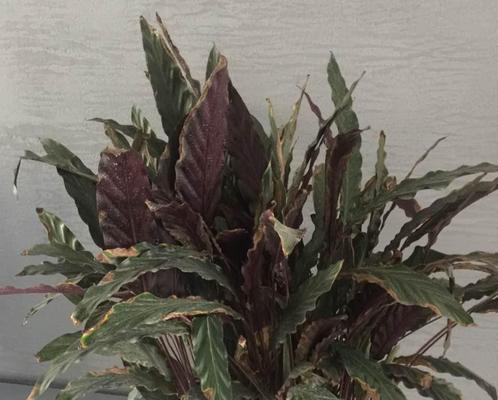 如何应对紫背竹芋的黄叶现象（原因分析及养护技巧）