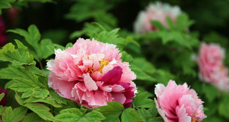 牡丹开花季节剖析（揭秘牡丹开花的那些事）