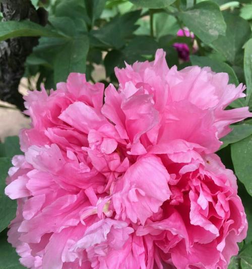 牡丹开花季节剖析（揭秘牡丹开花的那些事）