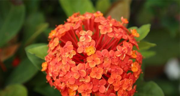 仙丹花烂根的原因及预防方法（探究仙丹花烂根的成因，了解如何避免和治疗）