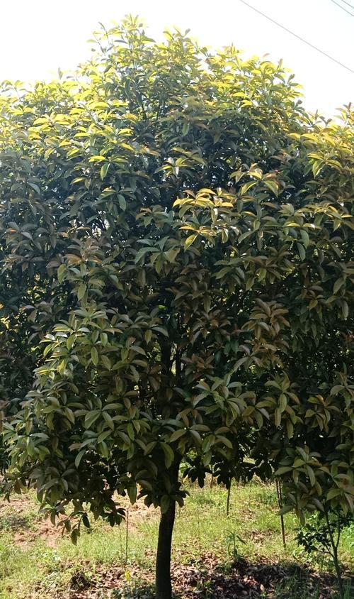 探寻最香最名贵的桂花树（了解桂花树品种及其香气特点，探究桂花树的珍贵程度）