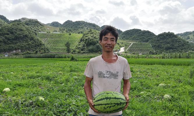 如何种植出优质西瓜（了解种植条件，让西瓜更甜更好吃）