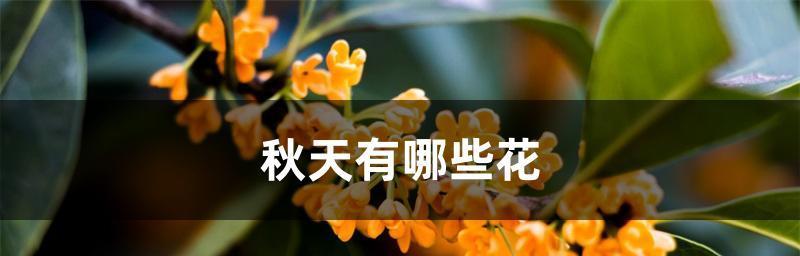 秋天盛开的花（迎接秋日色彩缤纷花园知晓这些花品种）