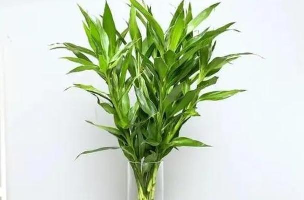 冬季富贵竹的养殖方法（让你的富贵竹在冬季也能茁壮成长）
