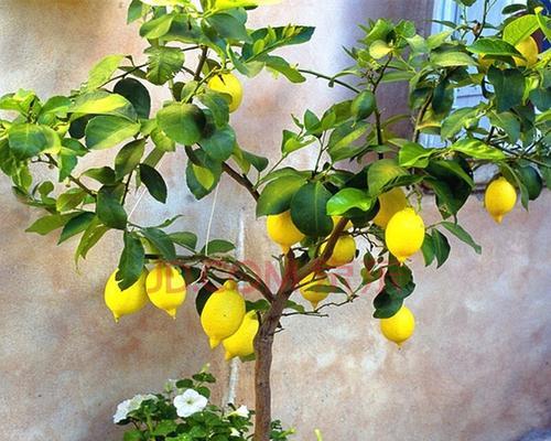 柠檬苗种植方法详解（从育苗到成树，一步步教你种植柠檬苗）
