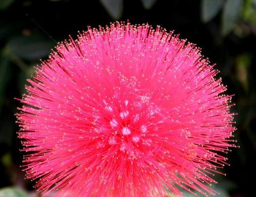 花烛的花语（用花烛诠释爱情的寓意与象征）