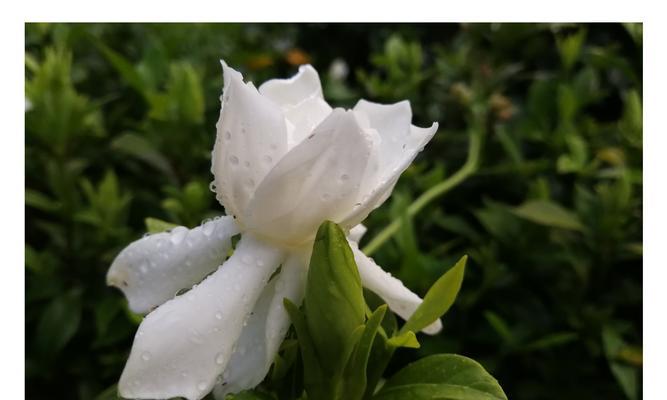 如何养植栀子花开洁白芳香（从选择品种到施肥养护全面指南，打造宜人花园）