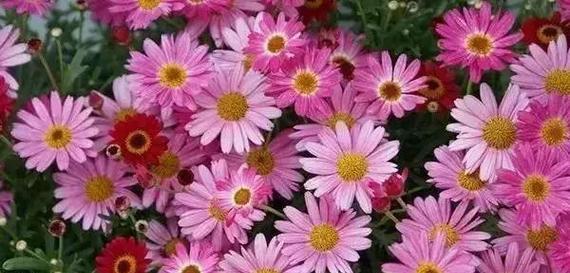 黄菊花的花语及象征意义（传递希望与坚韧，秋日中的明亮之花）