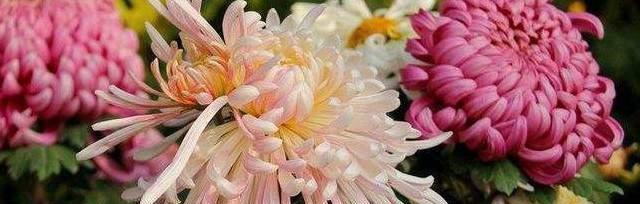 黄菊花的花语及象征意义（传递希望与坚韧，秋日中的明亮之花）