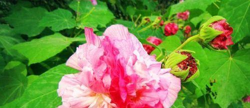 探秘芙蓉花的美丽与神秘（颜色、形态、寓意，全方位了解芙蓉花）