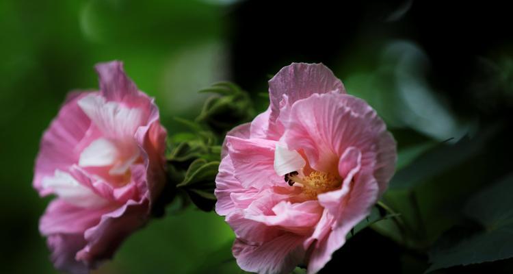 探秘芙蓉花的美丽与神秘（颜色、形态、寓意，全方位了解芙蓉花）