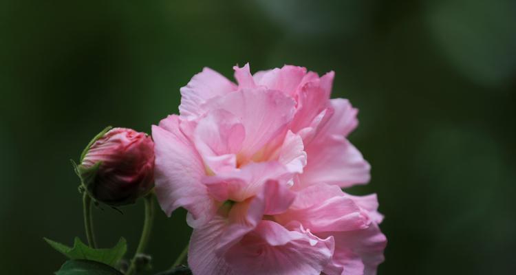 探秘芙蓉花的美丽与神秘（颜色、形态、寓意，全方位了解芙蓉花）