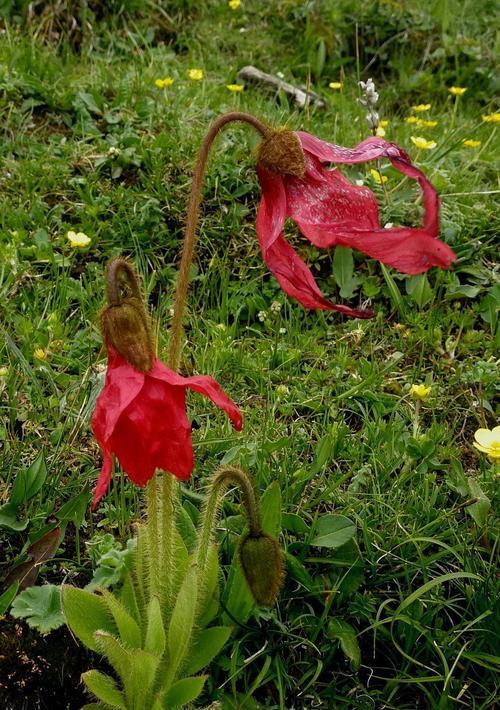 绿绒蒿——一种抗氧化、抗炎、抗肿瘤的天然植物（从生长环境到药用价值，探寻绿绒蒿的神奇之处）
