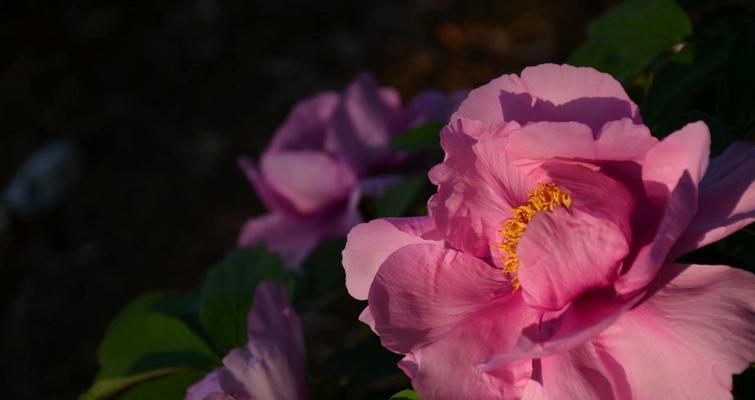 牡丹花开的季节（揭秘牡丹花开的时间和品种）