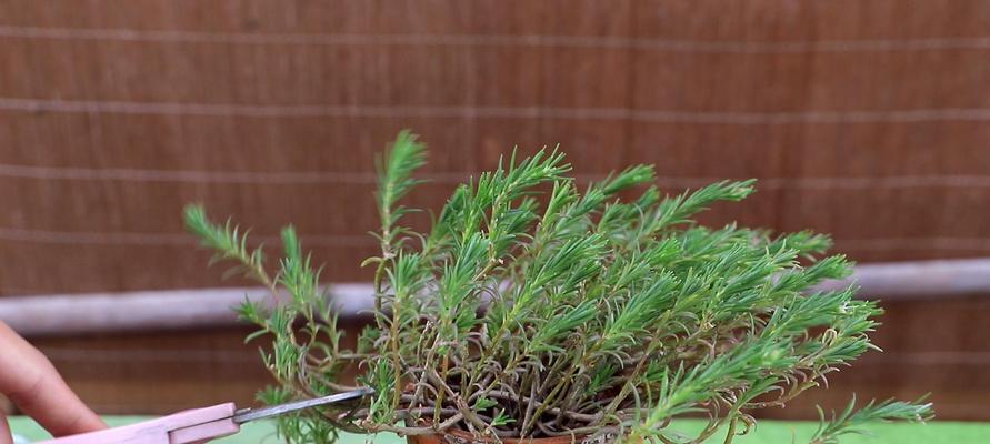 如何种植太阳花？（太阳花种植技巧）