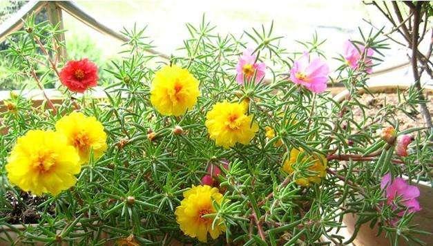 如何种植太阳花？（太阳花种植技巧）