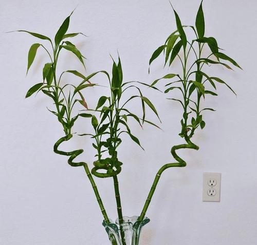 瓶插水培富贵竹的养护方法（让富贵竹长得更茂盛、更健康）
