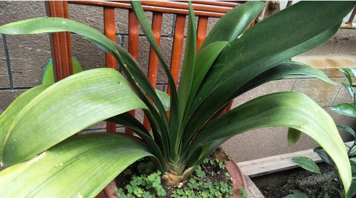 君子兰常见虫害及防治方法（害虫种类、损害程度和对策分析）