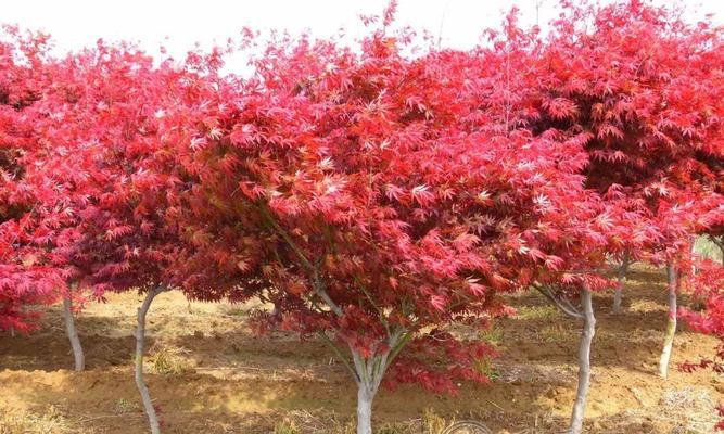 如何种植红枫树——步骤详解（选择位置、准备土壤、种植方法、浇水养护等全面指南）