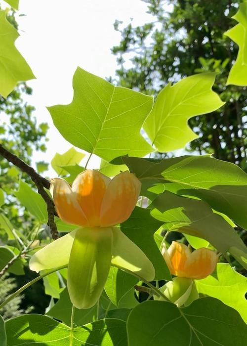 品味绿色生命-乔木种植与保护（探秘乔木的神奇魅力，学习如何保护我们的自然资本）