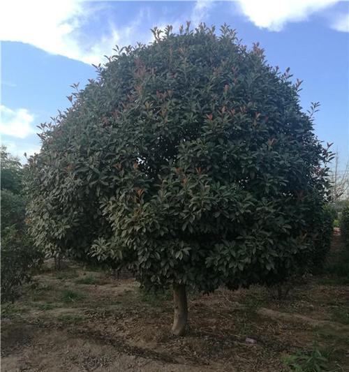 品味绿色生命-乔木种植与保护（探秘乔木的神奇魅力，学习如何保护我们的自然资本）