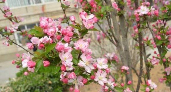 盛开在绿意中的海棠花——海棠花的品种分类（探寻海棠花的种类和特色）