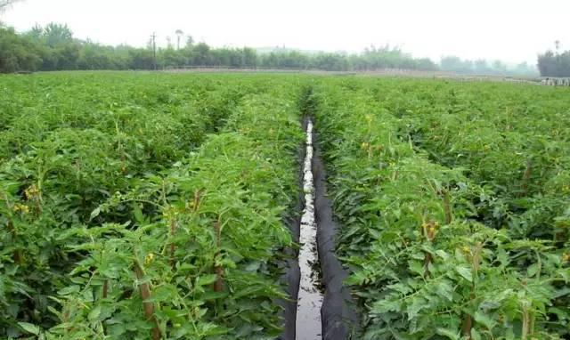 秋季西红柿种植技术与管理（打造高产丰收的秋季西红柿种植园）