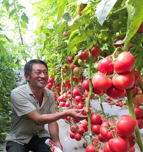 秋季西红柿种植技术与管理（打造高产丰收的秋季西红柿种植园）