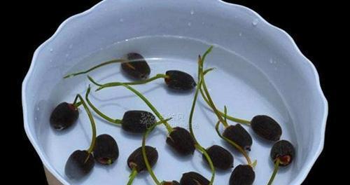 水培碗莲的种植方法（从选择碗莲到日常养护，全方位解析水培碗莲种植）