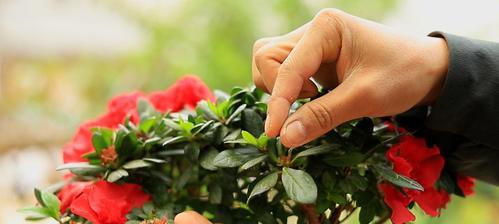 如何科学浇水杜鹃花（杜鹃花浇水的技巧与注意事项）