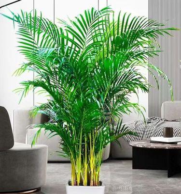 客厅最旺宅的植物（打造绿色家居，让你的客厅更有生命力）