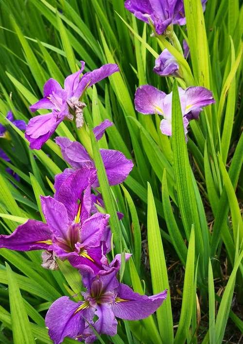 如何成功种植紫花鸢尾（了解紫花鸢尾的生长要求，让它在您的花园中绽放）