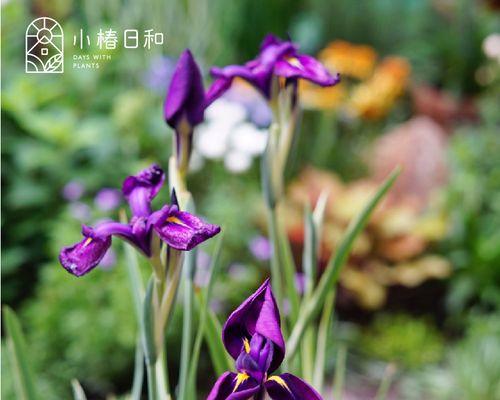 如何成功种植紫花鸢尾（了解紫花鸢尾的生长要求，让它在您的花园中绽放）
