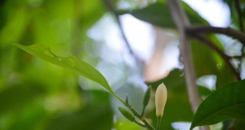 白兰花的寓意（揭示白兰花背后的含义）